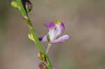 Showy milkwort